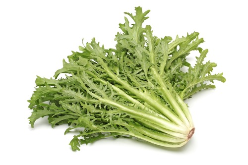 (curly endives) have a white, light colored base with stems that connect to curly, green leaves. These leaves can also have tones of yellow. The leaves are small and textured.
(Smaller, curlier leaves, and a bigger base than escarole).