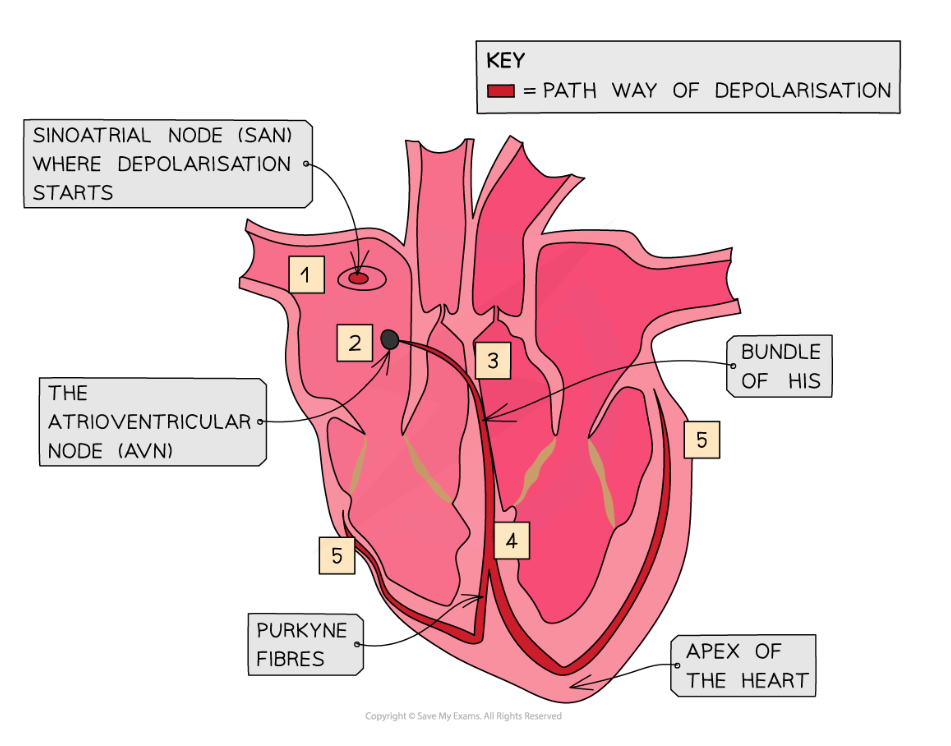 <p>control of basic heartbeat is myogenic - happens without external stimulus </p><ol><li><p>sinoatrial node sends out wave of excitation </p></li><li><p>atria contract </p></li><li><p>atrioventricular node sends out wave of excitation </p></li><li><p>Purkyne tissue conducts wave of excitation </p></li><li><p>ventricles contract </p></li></ol><p></p>