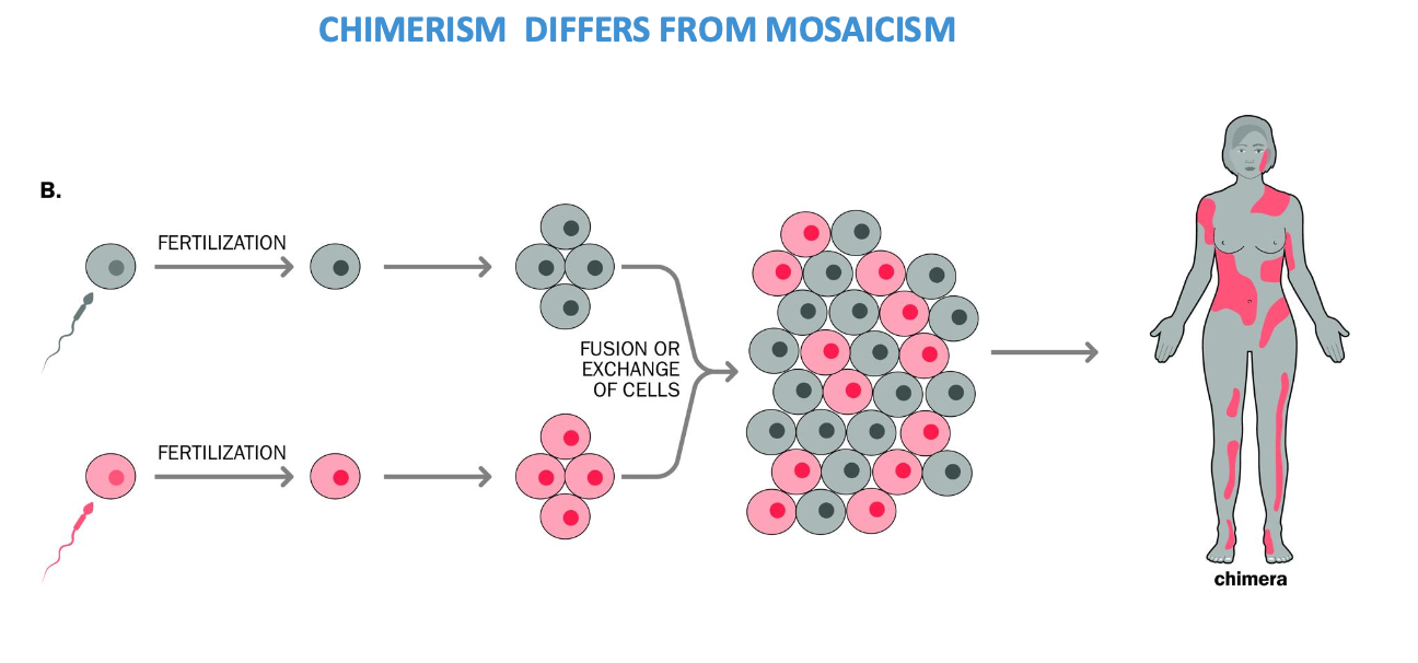 <p>chimeras </p><p>Fusion of <strong>2 zygotes </strong>to form a <strong>single embryo - form 2 genetically different cell lines </strong></p><p><strong>2 early stage embryos fuse during development </strong></p><p><strong>Often can have no visible impact on an individual </strong></p><p>Chimerism - rare + proved by presence of too many parental alleles at several loci in a sample that is prepared from a large number of cells </p><p></p><p><strong>Too many alleles in the same tissue on different loci</strong> - usually an individual inherits one allele from each parent </p><p><strong>if testing a chimera - multiple tissues could show more than 2 alleles </strong></p><p></p>