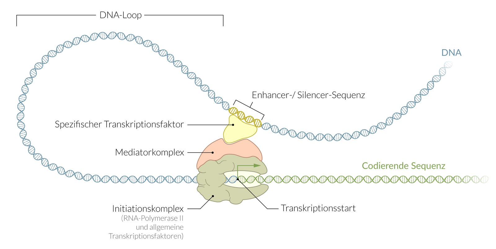 <p>E. Transcription activators stimulate transcription</p>