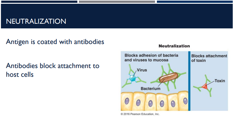 <p>Antibodies tag foreign cells and molecules for destruction. One of the way it does it is through neutralization. Describe this process.</p>
