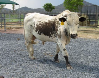 <p>usually a result from ascending infection, most cases occur 3 months after calving</p>