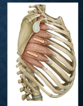 <p>which muscles are these? functions?</p>