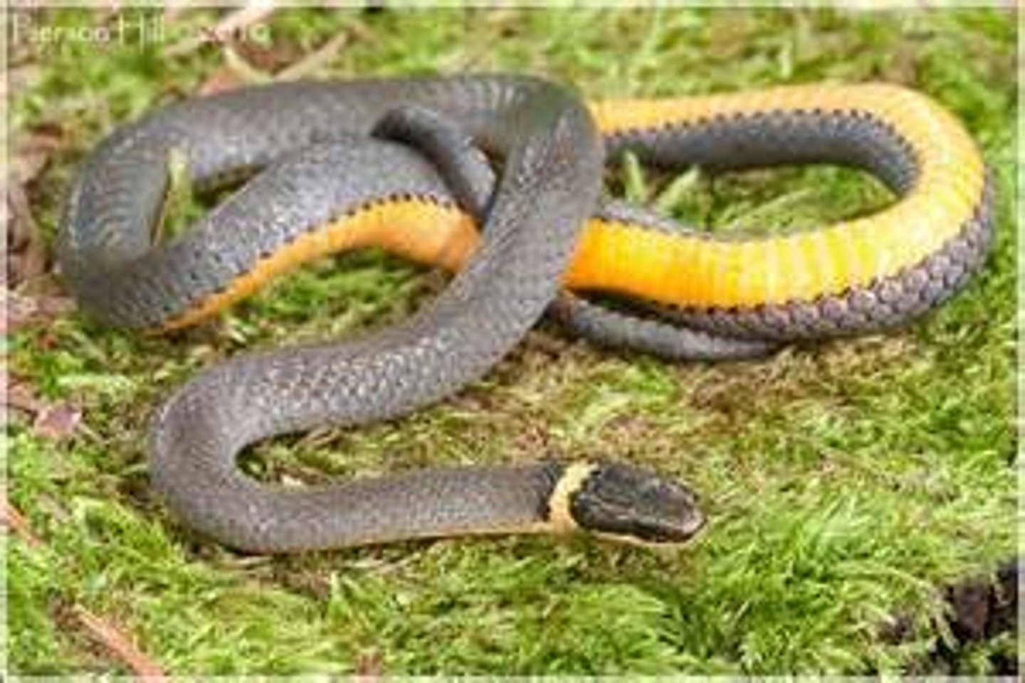 <p>- unpatterned, creamy yellow belly</p><p>- ring around neck</p>