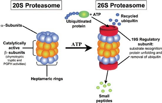 <p>where proteins r sent after being tagged w/ ubiquitin to be degraded</p><ul><li><p><span><span>a massive, multi-subunit protease complex</span></span></p></li></ul><p></p>