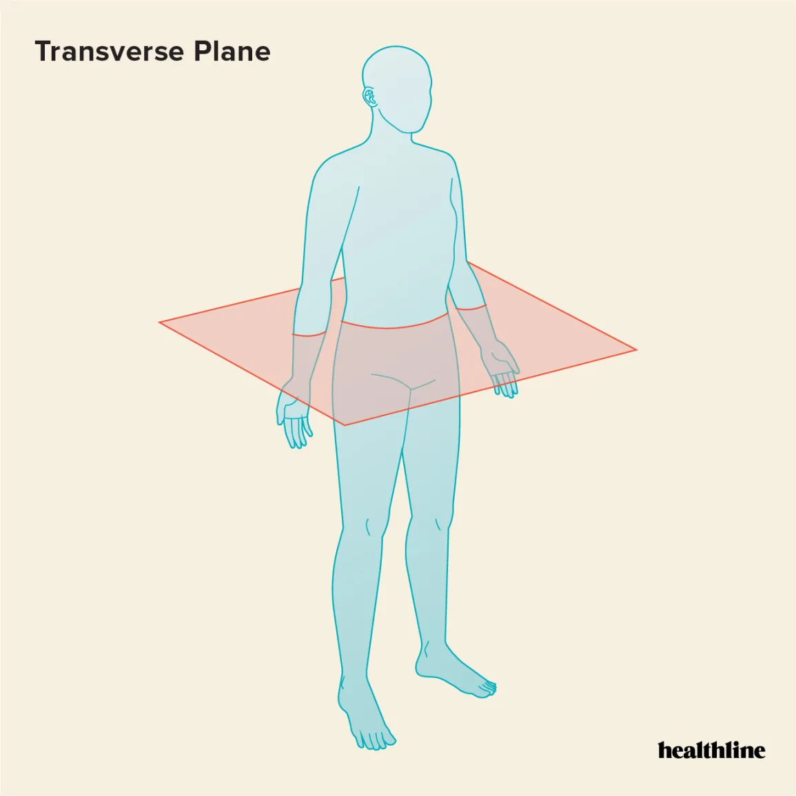 It is located perpendicular to the frontal/coronal and sagittal planes.