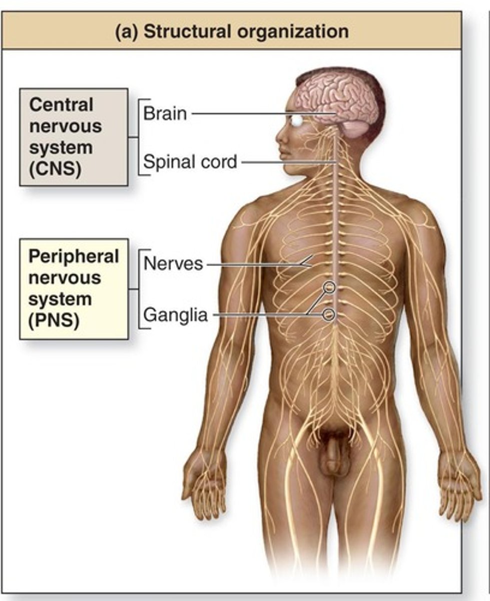 <p>brain and spinal cord</p>