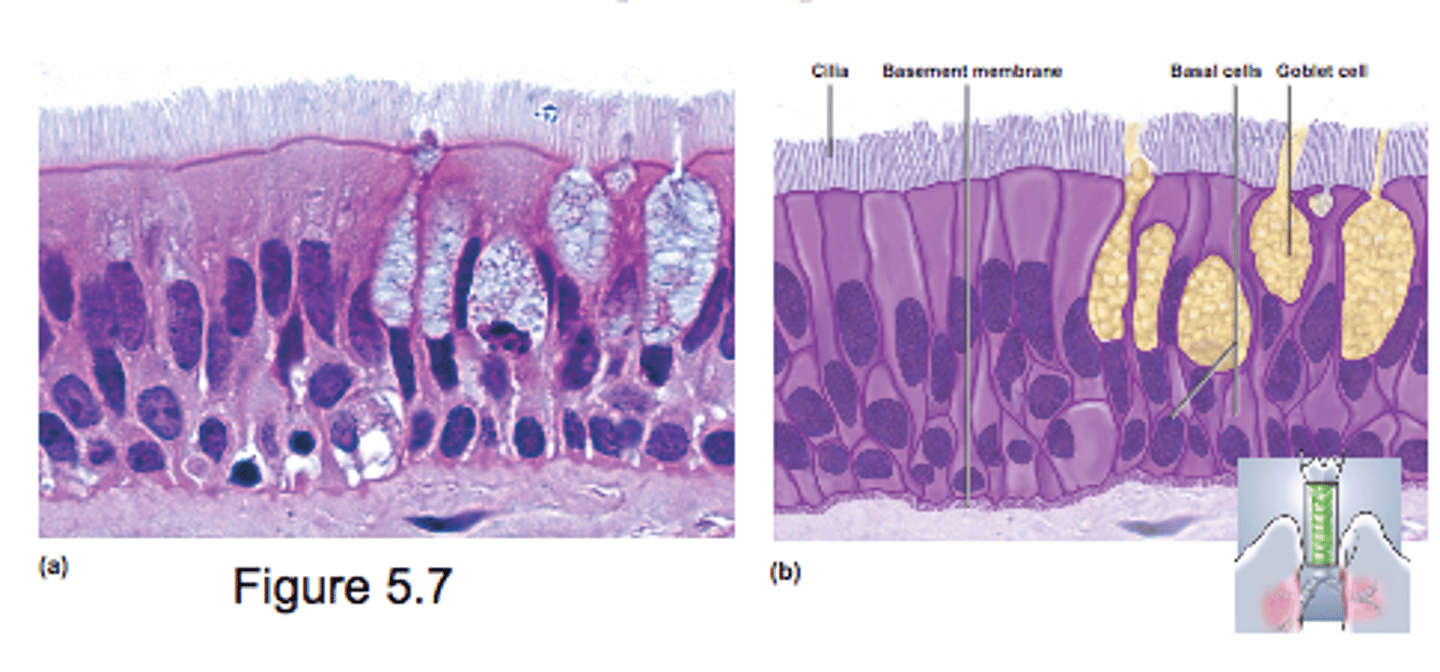 <p>- Looks multilayered (all cells touch basal layer)</p><p>- nuclei at several layers</p><p>- often ciliated (lungs)</p>