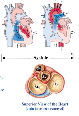 <p>-ventricles contract and empty</p><p>-blood is forced superiorly</p><p>-atrioventricular valves close</p><p>-semilunar valves open</p>