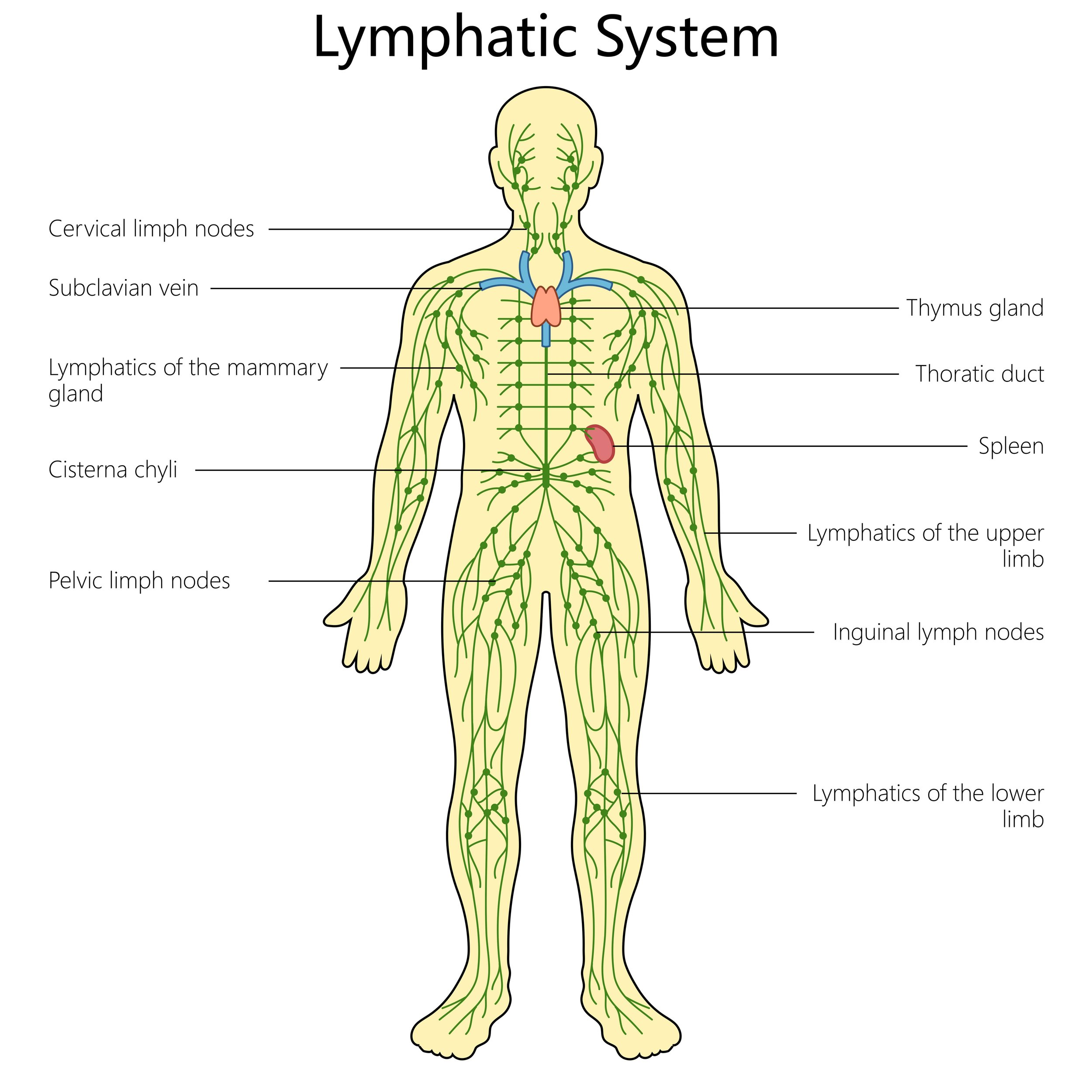 <p>spleen, lymph nodes, lymphatic vessels, thymus</p>