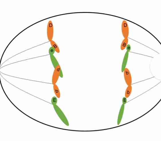 <p><strong>Separation</strong> of</p><p>chromosomes, Spindle fibers lengthen</p><p>and <strong>elongate</strong> the cell</p>