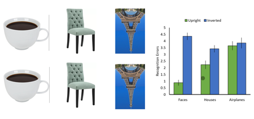 <p>NO; there’s a lesser effect on objects</p><ul><li><p>invariance in objects = we can identify objects in different orientations</p></li></ul><p>eceptions:</p><ul><li><p>less recognition erros for some objects like airplans, houses</p></li></ul><p><em><span>i)</span><span style="font-family: Times New Roman">&nbsp;&nbsp;&nbsp;&nbsp;&nbsp; </span>shows categorical/qualitative difference between faces and other objects?</em></p><p><span>(1)</span><span style="font-family: Times New Roman">&nbsp;&nbsp; </span>yes: when faces are compared to airplanes, it does seem like a qualitative difference</p><p><span>(2)</span><span style="font-family: Times New Roman">&nbsp;&nbsp; </span>&amp; no: when faces are compared to houses, performance had a less significant difference</p>