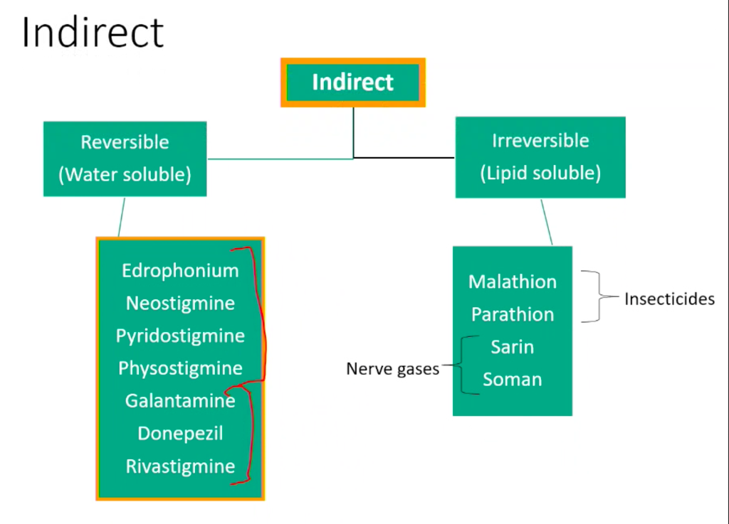 <p>Indirect&nbsp;</p><ul><li><p>Reversible&nbsp;<br></p><ul><li><p>Alcohols and carbamates&nbsp;</p></li><li><p><span>Shorter</span> duration of action (compared to the irreversible agents)&nbsp;</p></li><li><p>Minutes to hours&nbsp;</p></li></ul></li><li><p>Irreversible&nbsp;<br></p><ul><li><p><strong>Nerve gases and insecticides (organophosphates)&nbsp;</strong></p></li><li><p><span>Long</span> duration of action due to covalent bonds between phosphorus-enzyme complex</p></li><li><p>Some compounds last &gt;100 hours&nbsp;</p></li><li><p><span><strong>[Why can it cross the BBB?]</strong></span>&nbsp;</p></li><li><p>Reversal agents: atropine</p></li></ul></li></ul><p></p>