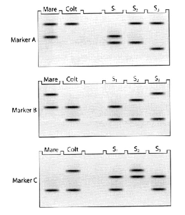 <p>Which male stallion fathered the colt based on SSR markers?<br>Options:<br>A. Stallion 1<br>B. Stallion 2<br>C. Stallion 3</p>