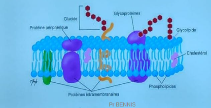 <ul><li><p style="text-align: justify">Mince (invisible au microscope optique )</p></li><li><p style="text-align: justify">&nbsp;assure le contact avec des différences entre les milieu intra et extraç ( échange ionique et proteique qui cree un desequilibre entre les 2 milieux ) .</p></li><li><p style="text-align: justify">&nbsp;surface est couverte de différentes molécules. ( lipides - prot ) .</p></li><li><p style="text-align: justify">double couche phospholipidiques dans lesquelles s’insèrent de manière asymétrique d’autres molécules  le caractérisant .</p></li></ul><p></p>