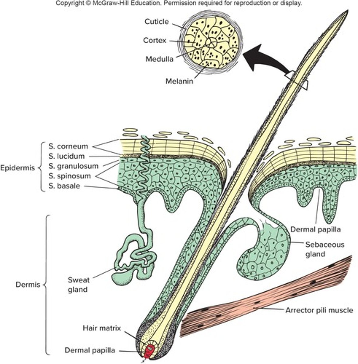 <p>Glands that produce oily secretion (sebum) released into hair follicles.</p>