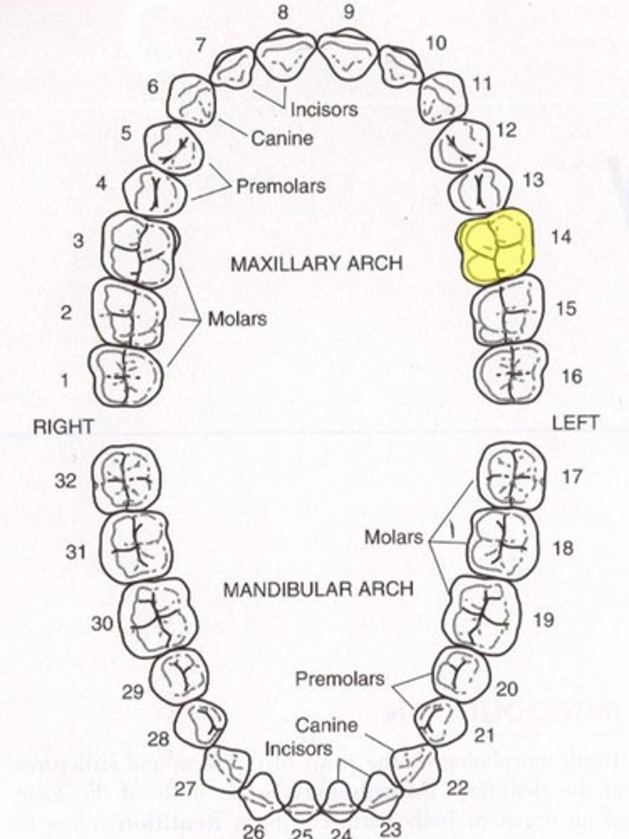 <p>Maxillary left first molar</p>