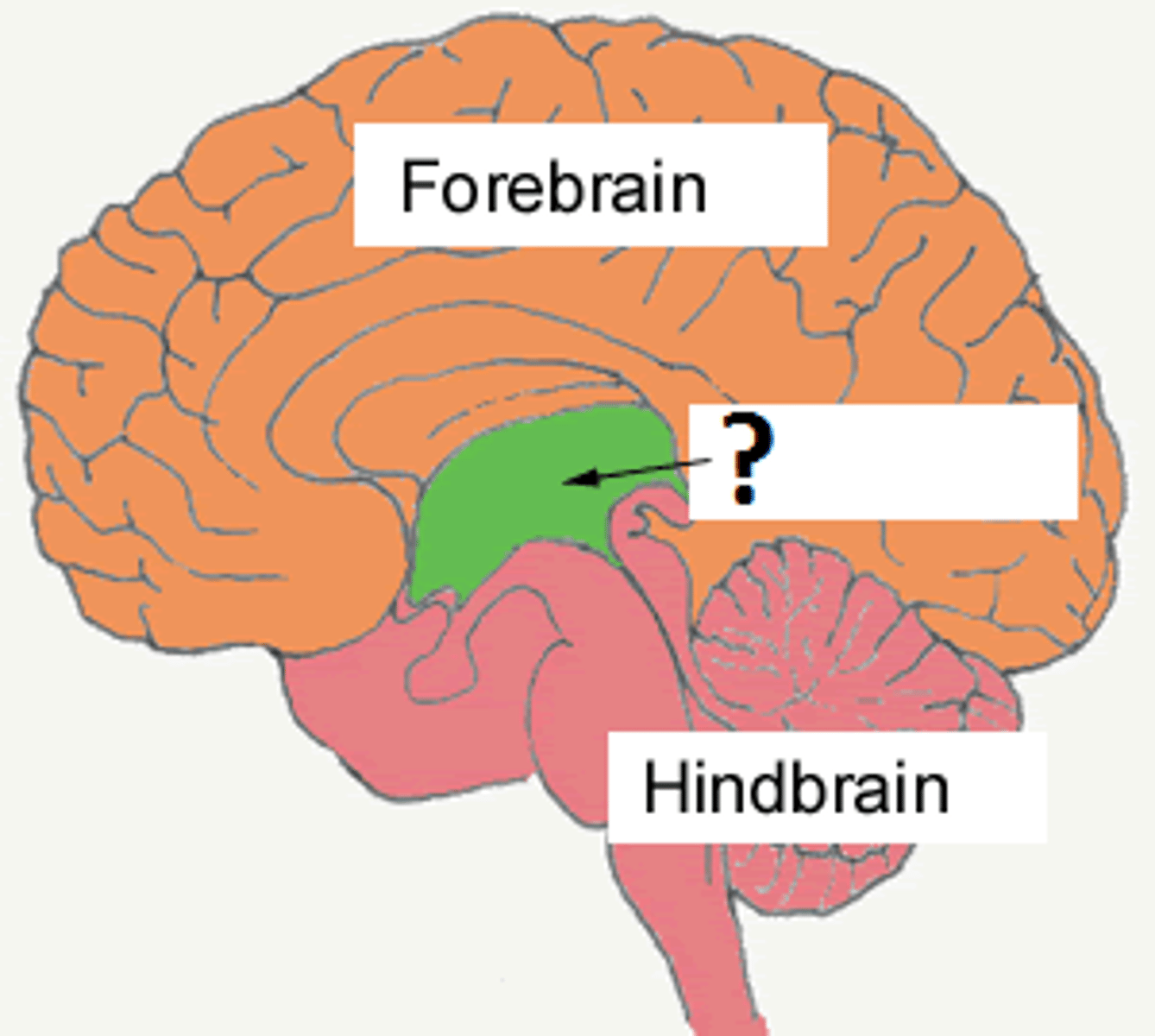 <p>a small central part of the brainstem, developing from the middle of the primitive or embryonic brain.</p>