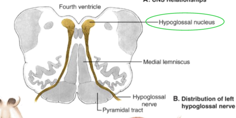 <p><span style="color: rgb(0, 0, 0);">HYPOGLOSSAL (CN XII/12)</span></p>