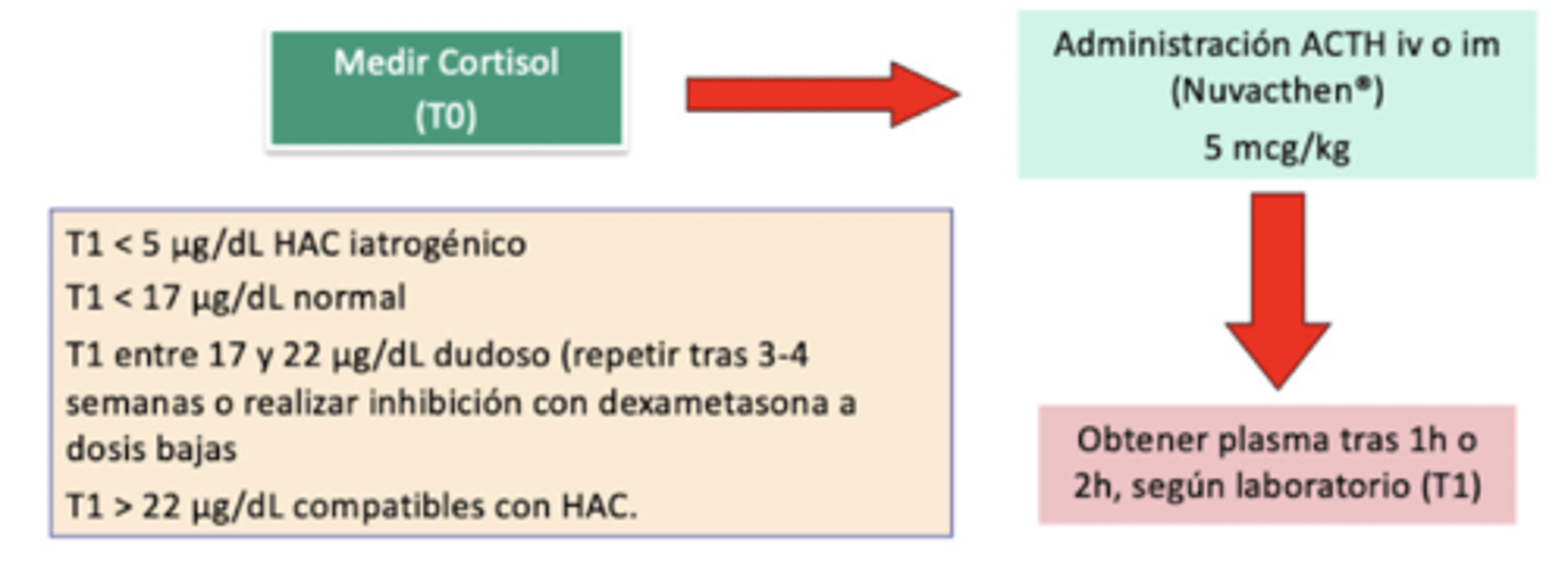 <p>protocolo:</p><p>1. medir cortisol</p><p>2. admin ACTH (Nuvacthen) IV/IM, 5mcg/kg</p><p>3. obtener plasma en 1-2h</p><p>resultados:</p><p><5μg/dL → iatrogénico</p><p><17μg/dL → normal</p><p>17-22μg/dL → dudoso</p><p>>22μg/dL → HAC</p>