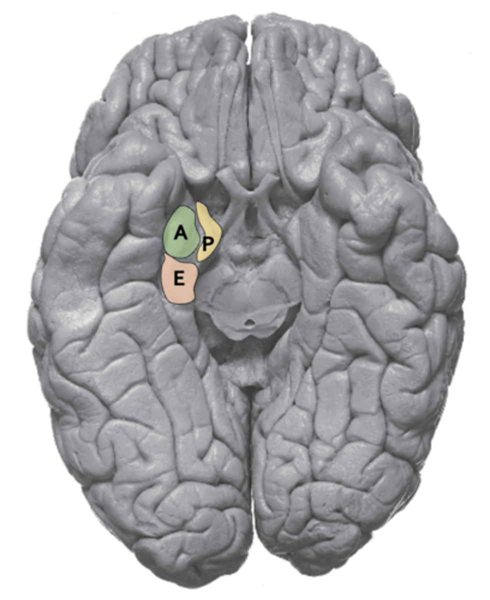 <p>1. piriform cortex</p><p>2. amygdala</p><p>3. olfactory tubercle</p><p>4. entorhinal cortex</p>