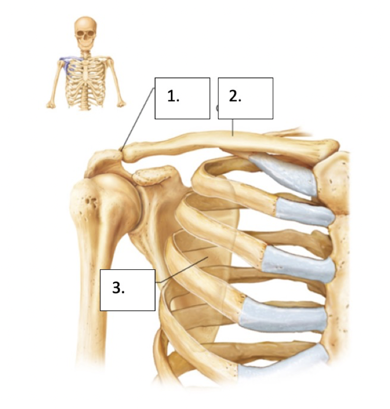 Scapula