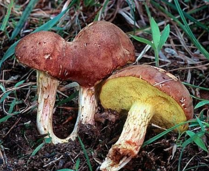 <p>Basidiocarp variety: Boletes  (Ch. 6)</p>