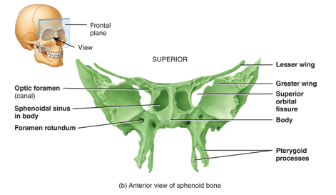 <p>keystone of the cranial floor because it articulates with all the other cranial bones</p>