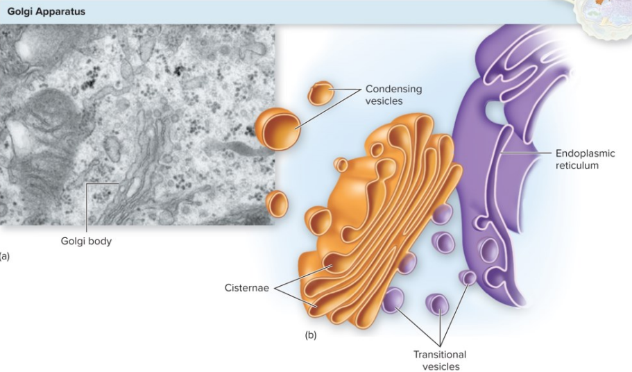 <ul><li><p>The site in the cell in which proteins are modified and then sent to their final destinations</p></li><li><p><strong>Always </strong>closely <strong>associated </strong>with the <strong>endoplasmic reticulum</strong></p></li></ul>