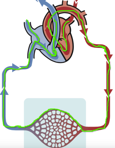 Dit is de grote bloedsomloop. In het hart komt het bloed uit de longader aan in het linker atrium. Daar wordt het tegengehouden door de mitralisklep. Na het openen van de klep belandt het bloed in het linker ventrikel waar het tegengehouden wordt door de aortaklep. Wanneer deze klep opent stroomt het bloed de aorta in, naar de rest van het lichaam. Het bloed reist naar de verschillende organen waarna het zuurstofarm via de vena cava terugkeert naar het hart. Een uitzondering hierop is de poortader. Bloed dat uit het maagdarmsysteem komt keert niet meteen terug naar het hart, maar gaat eerst nog langs de lever. De voedingsstoffen die uit het voedsel zijn opgenomen worden zo aan de lever afgegeven.