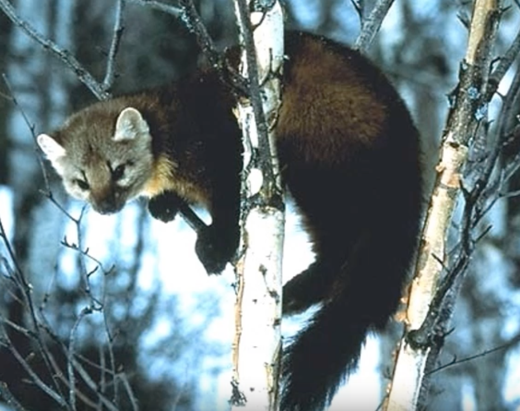 American marten
