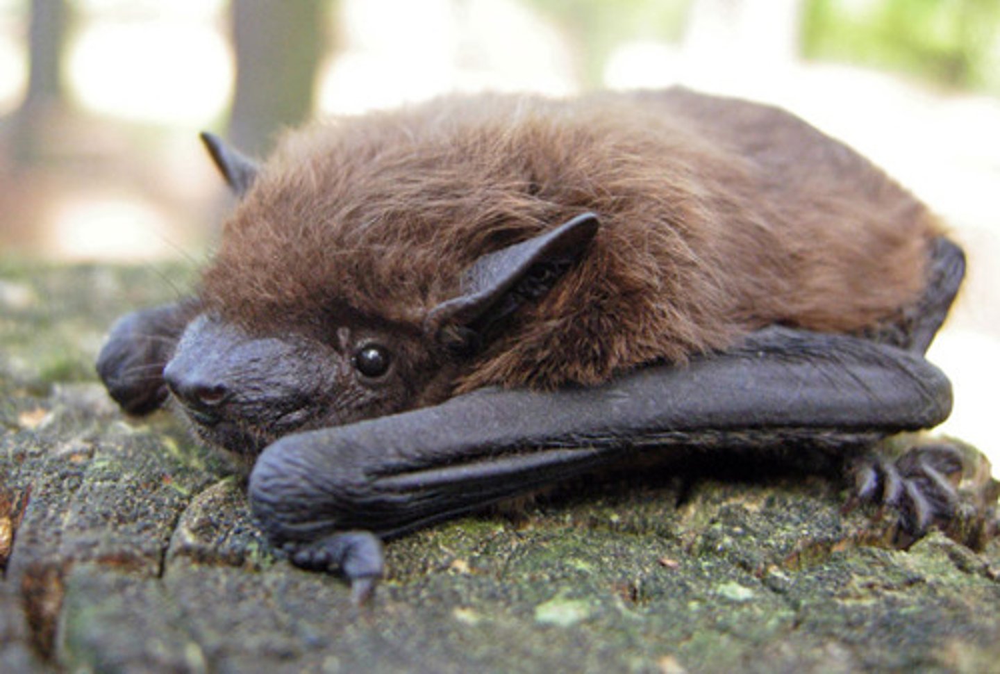 <p>Nycticeius humeralis</p>
