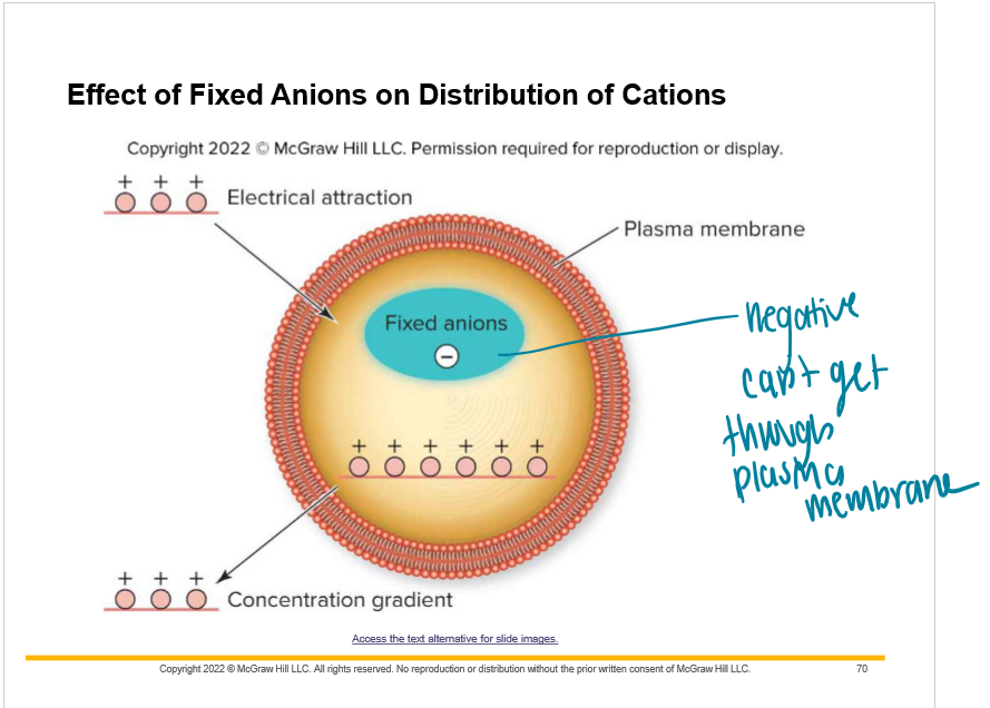 Potential difference: difference in charge on each side of the plasma membrane
