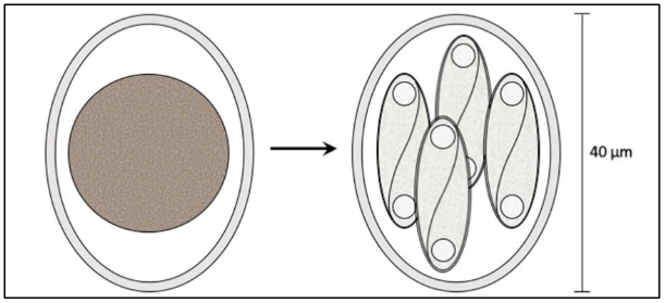 <p>Name the life cycle stage</p>