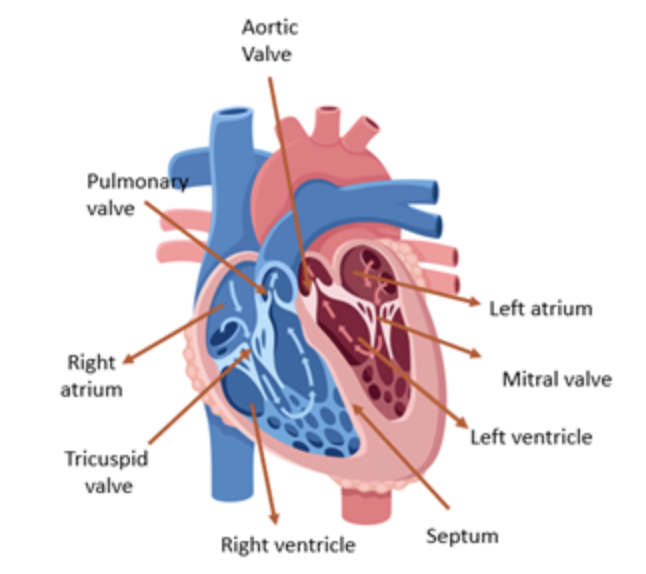 <p>the <strong>right atrium</strong> receives blood from</p><p>a) SVC</p><p>b) pulmonary veins</p><p>c) pulmonary arteries</p><p>d) ductus arteriosus</p>