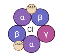 <p>A ligand‑gated chloride ion channel made of 5 protein subunits</p><ul><li><p>GABA binds to receptor and allows the ion channel to open → chloride enters the cell and makes it more harder for hyperpolarisation to reach action potential</p></li></ul><p></p>