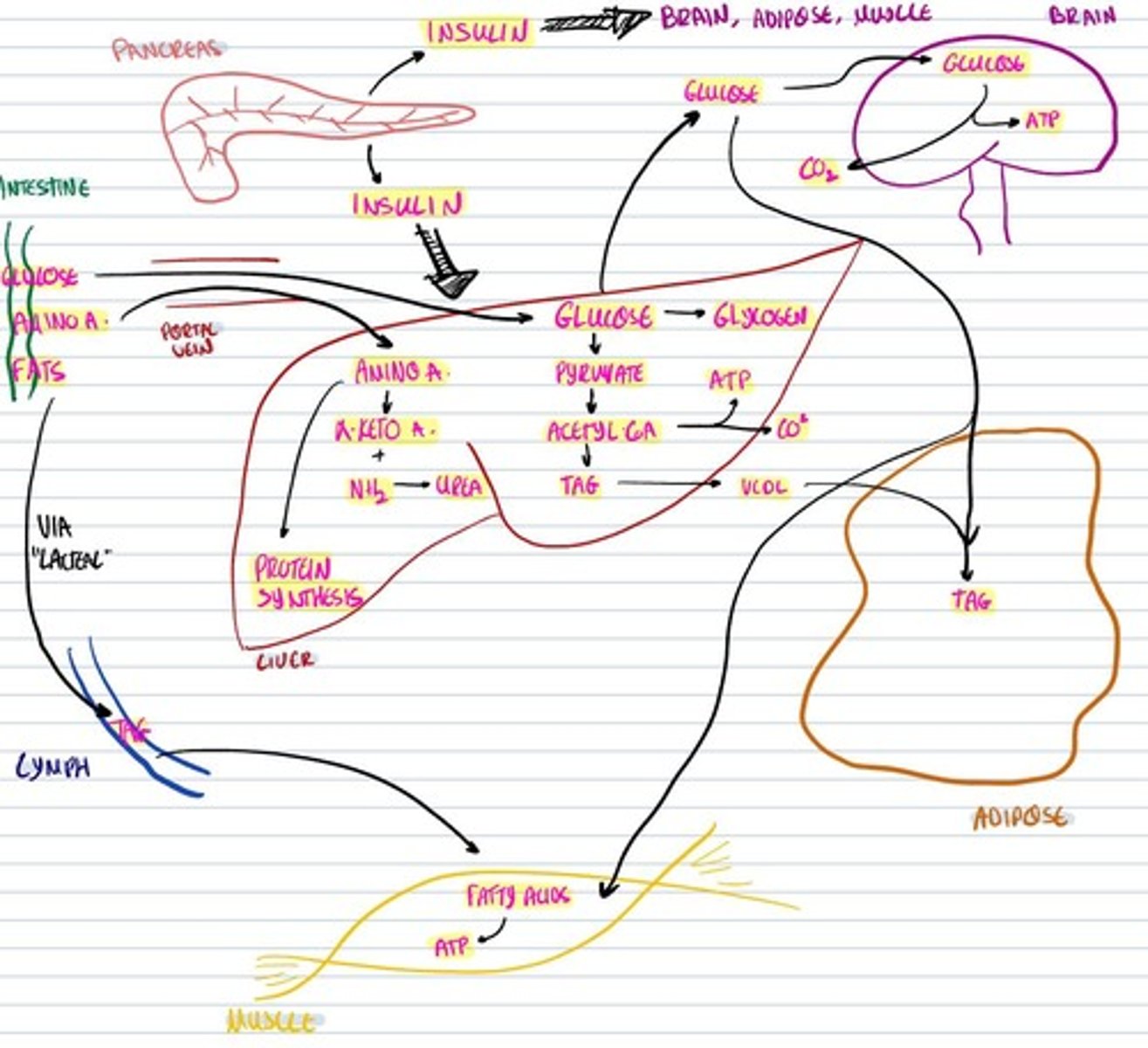 knowt flashcard image