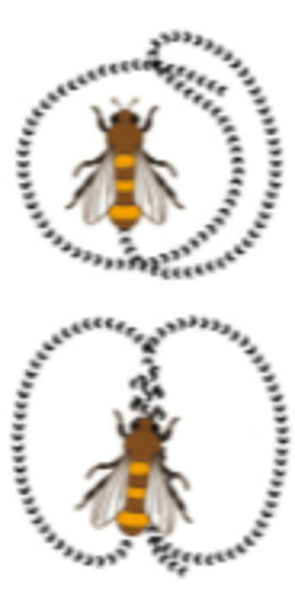 <p>-The bees made different movements depending on the distance of the food source.</p><p>-If the food was less than 100m away the bees moved around in a circle, sometimes changing direction, telling other bees the food source is close. This was called the round dance.</p><p>-He found another dance called the waggled dance, in which they moved in a figure of 8 pattern. The direction of the straight section indicates the direction of the food source and the speed indicates the distance. (slower = further away).</p>