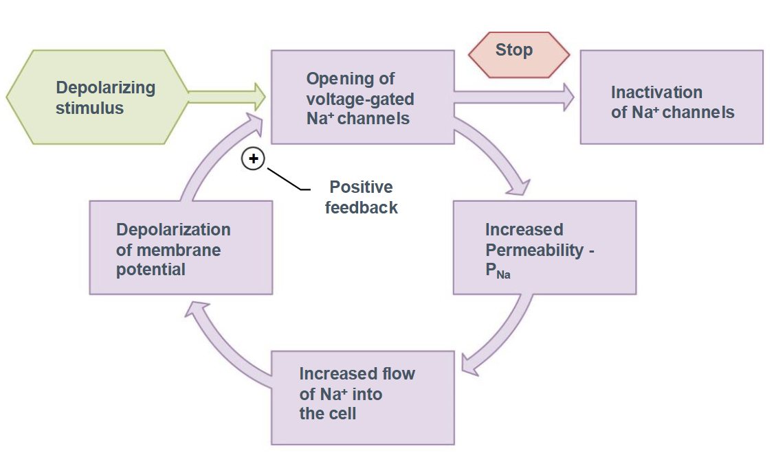 <ol><li><p><span style="background-color: transparent;"><span>Depolarizing stimulus</span></span></p></li><li><p><span style="background-color: transparent;"><span>Opening of voltage-gated Na</span><sup><span>+</span></sup><span> channels</span></span></p></li><li><p><span style="background-color: transparent;"><span>Increased permeability of P</span><sub><span>Na</span></sub></span></p></li><li><p><span style="background-color: transparent;"><span>Increased flow of Na</span><sup><span>+</span></sup><span> into the cell</span></span></p></li><li><p><span style="background-color: transparent;"><span>Depolarization of the membrane potential leads to positive feedback loop</span></span></p></li><li><p><span style="background-color: transparent;"><span>Eventual inactivation of Na</span><sup><span>+</span></sup><span> channels</span></span></p></li></ol><p></p>