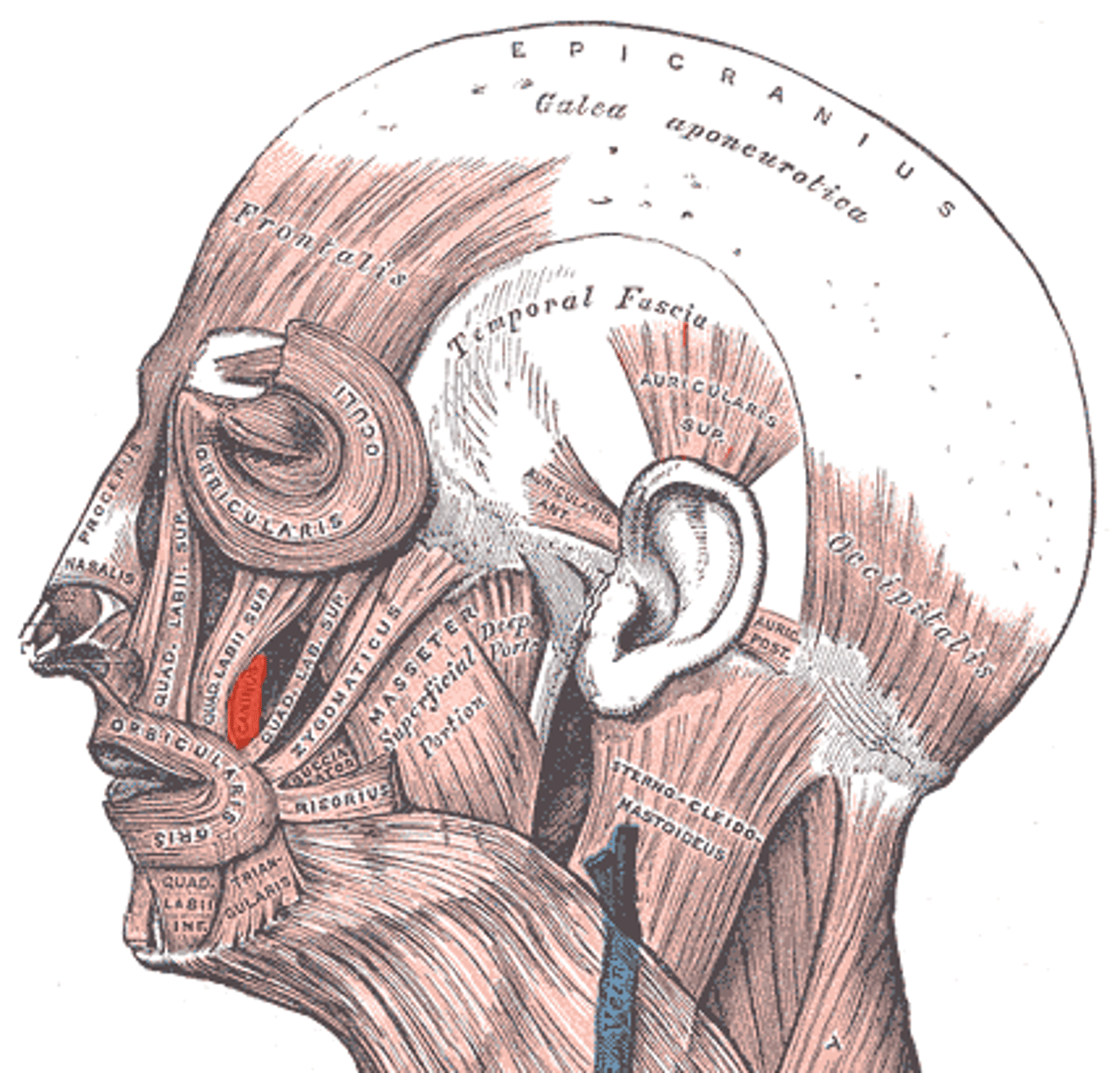 <p>Small muscle at angle of mouth; Elevates angle of the mouth (the lateral limit of the lateral limit of the lips line of closure); Origin = Maxilla; Insertion = Skin and muscle at the angle of the mouth</p>