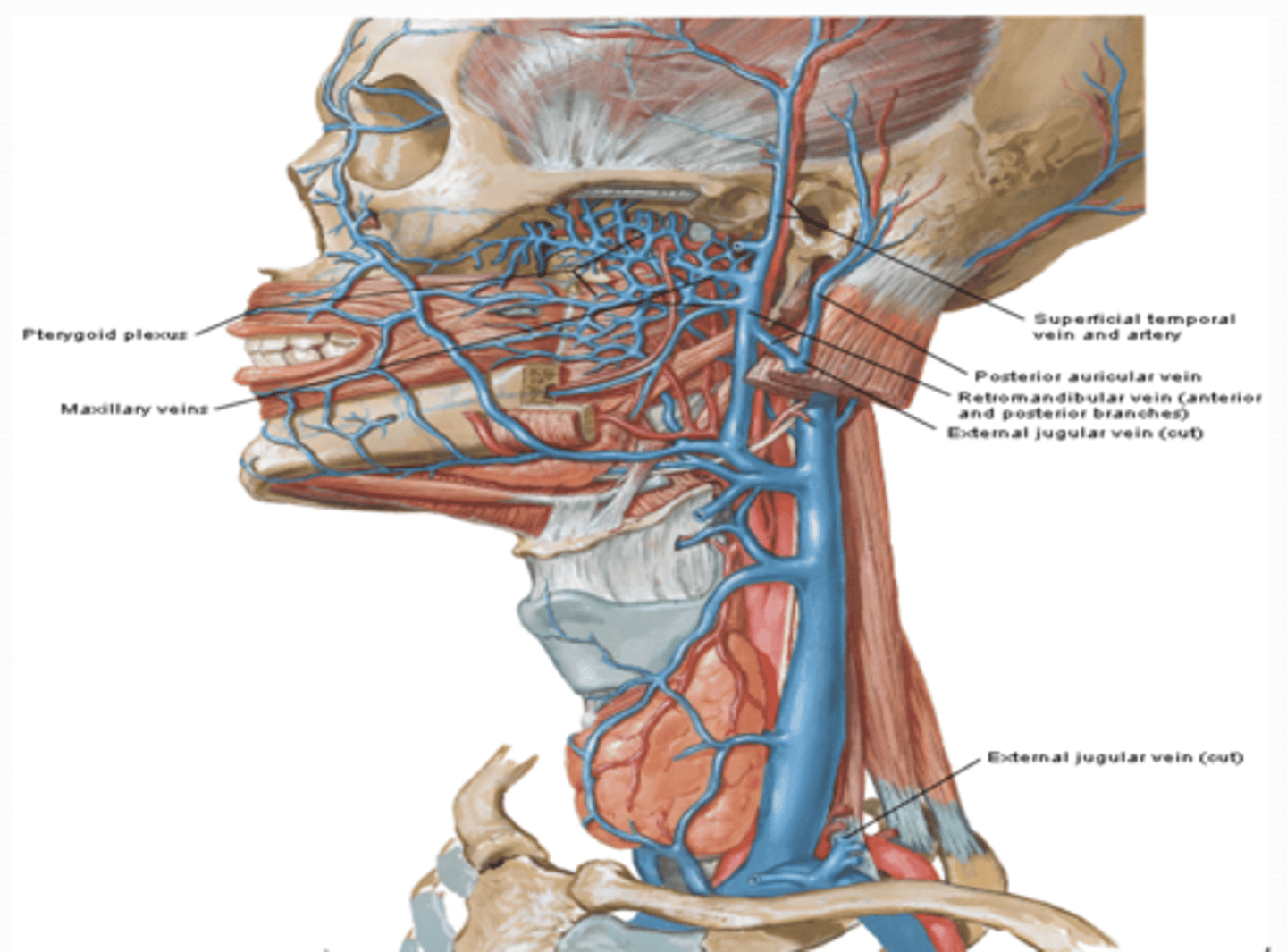 <p>What are the tributaries of the external jugular vein? </p>