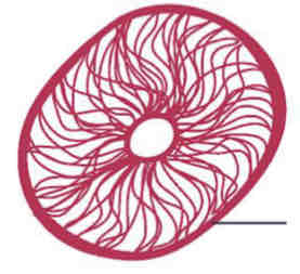<p>Intermediate Filaments</p>