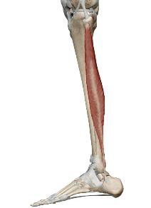 <p>Long Fibulaire</p>