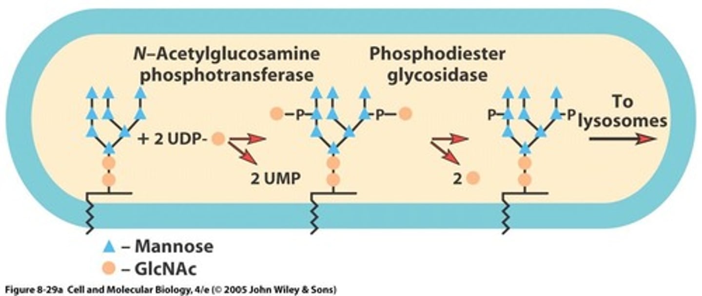 <p>They capture lysosomal enzymes in clathrin-coated pits of the trans Golgi network.</p>