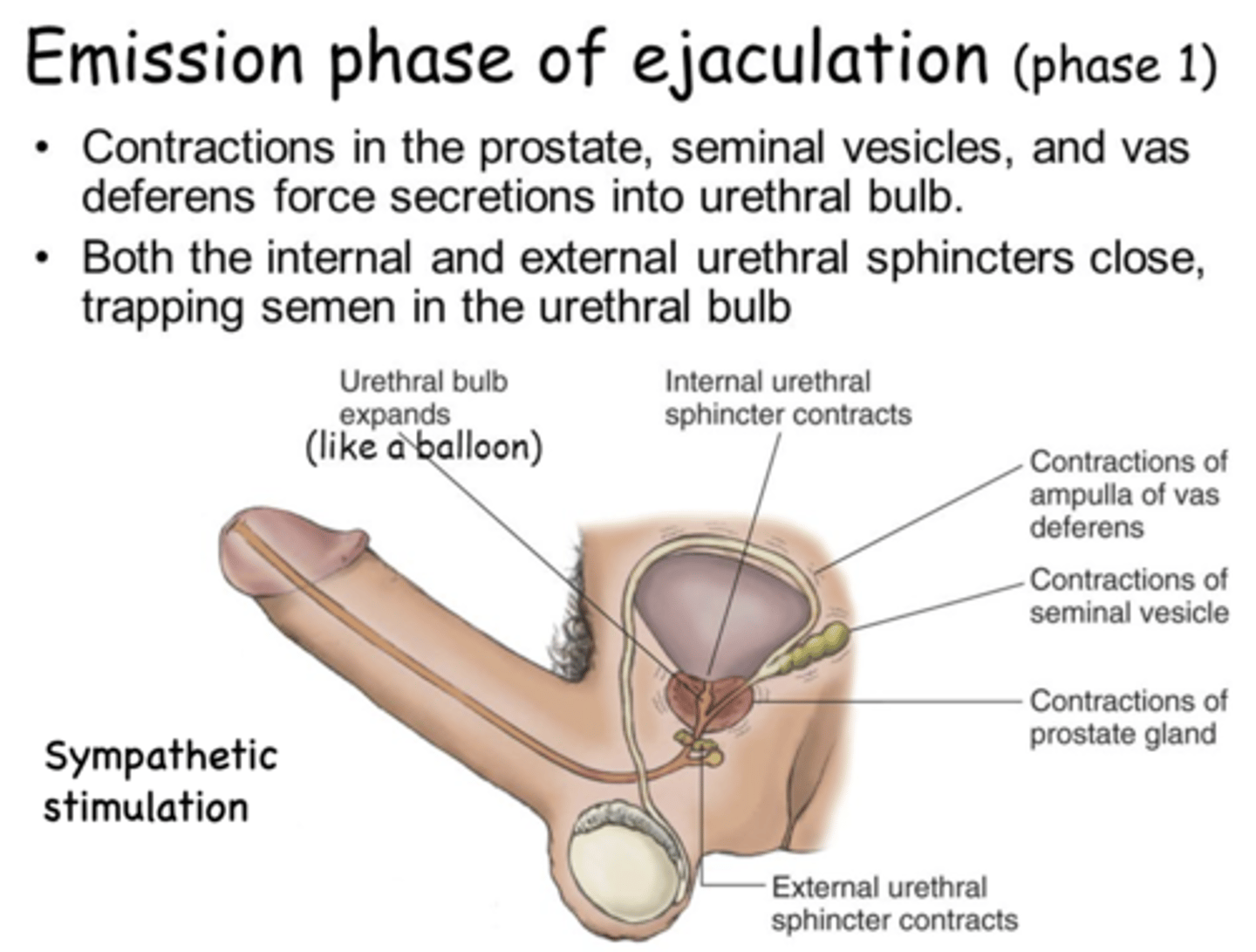 <p>emission phase of ejaculation</p>