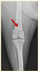 <p>What is the centre point of this radiograph? </p>