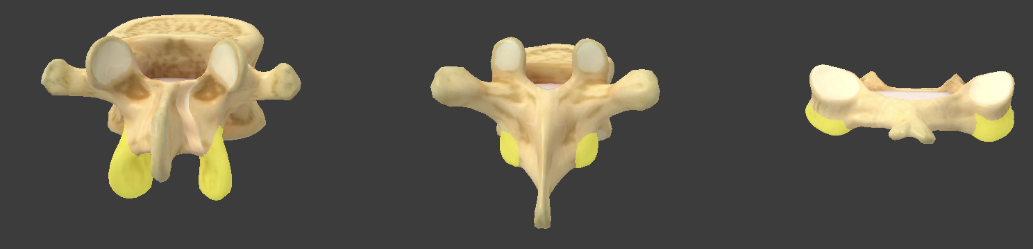 <p>project downward from one vertebra</p>