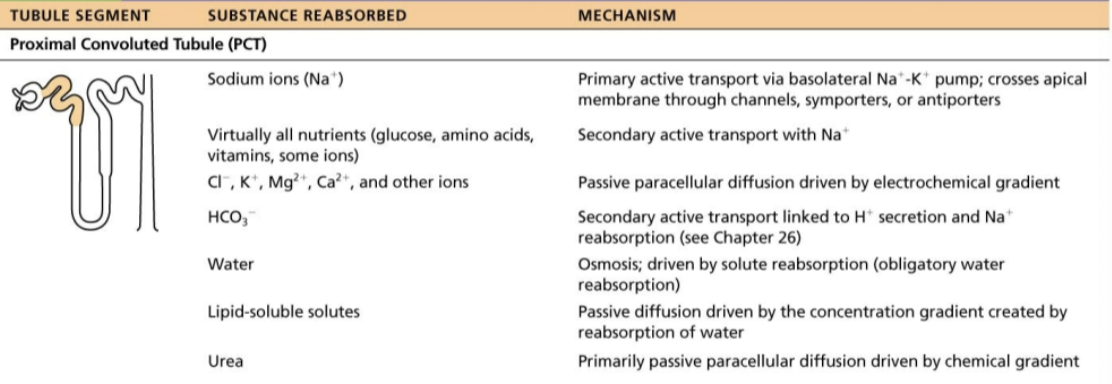 <ul><li><p><strong>Site of MOST reabsorption </strong></p><ol><li><p>All nutrients, such as glucose and amino acids are reabsored </p></li><li><p>65% of Na+ and water reabsorbed </p></li><li><p>Ions </p></li><li><p>Almost all uric acid </p></li><li><p>About half of urea (later secreted back into filtrate</p></li></ol></li></ul><p></p>