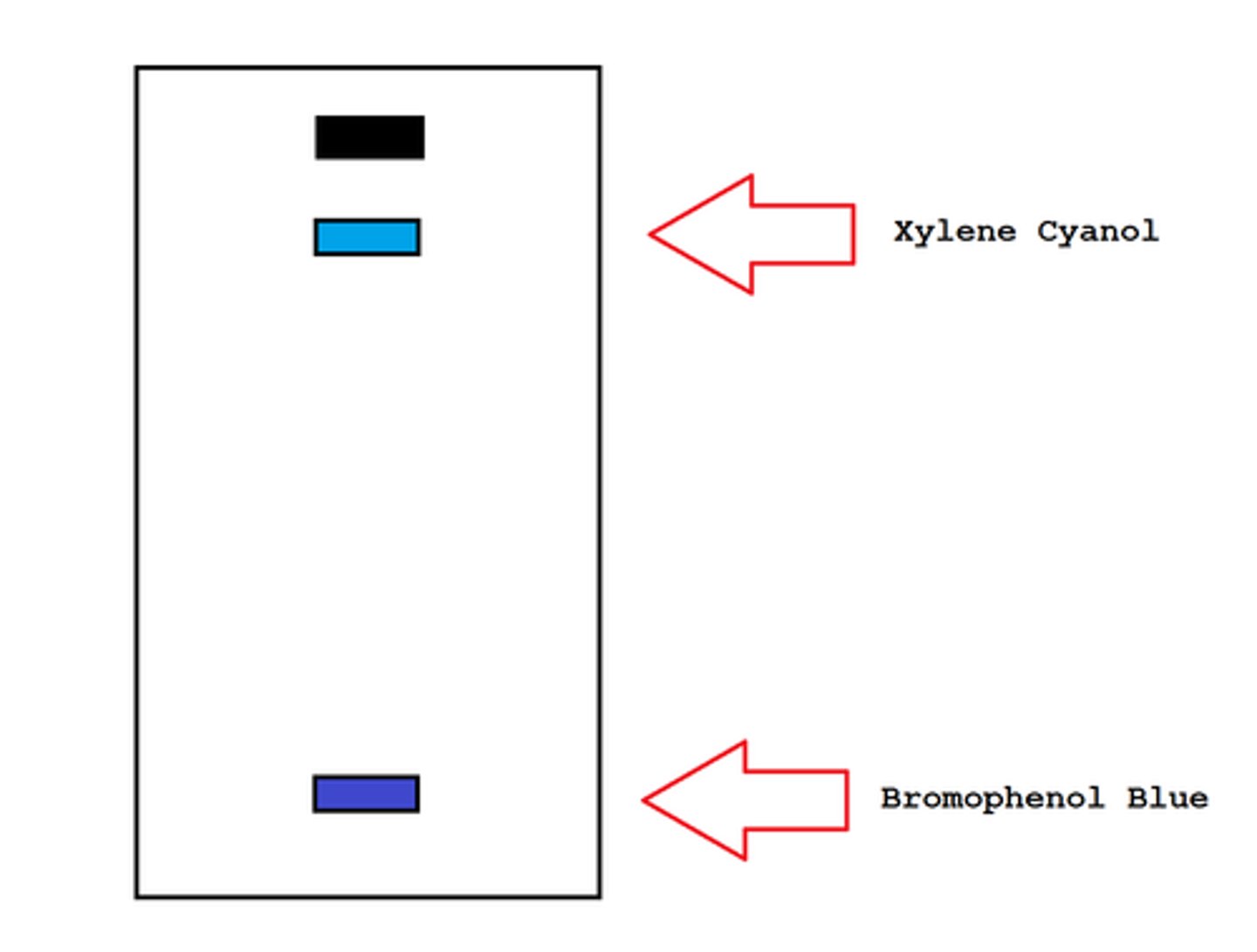 <p>2 dyes are bromophenol blue and Xylene cyanol, and they migrate in the gel and allow visual monitoring of how far the electrophoresis has proceeded.</p><p>The "faster" dye, bromophenol blue, co-migrates with DNA fragments approximately 300bp</p><p>The "slower" dye, Xylene cyanol, comigrates with DNA fragments approximately 9k bp in size.</p>