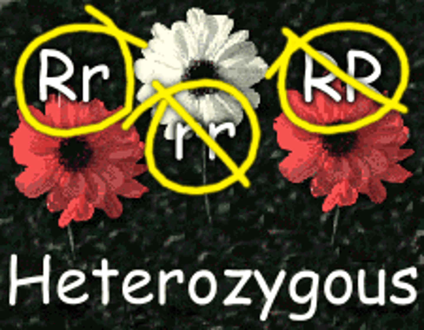 <p>having two different alleles of a particular gene, will not be pure-breeding</p>